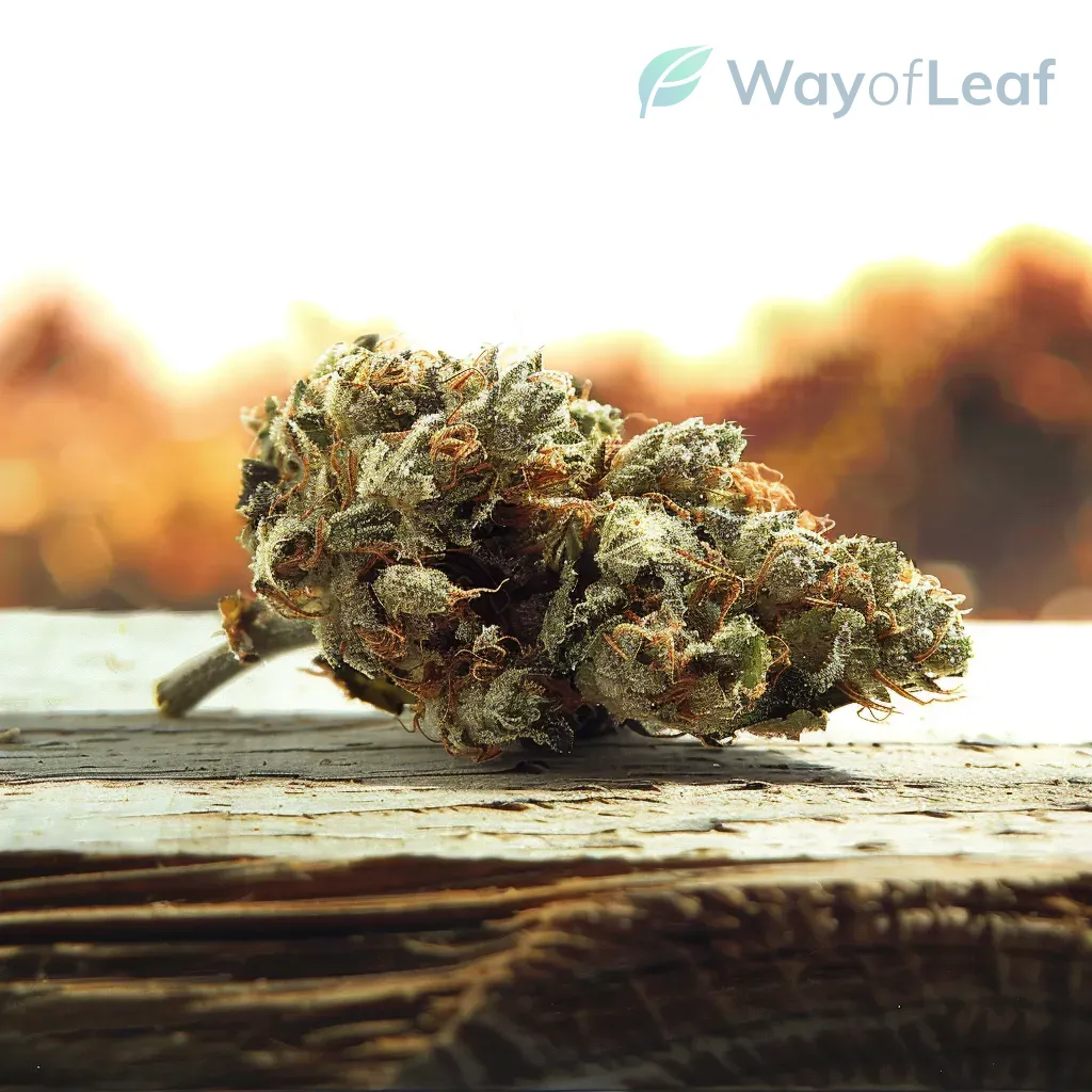 Colombian Mojito Strain