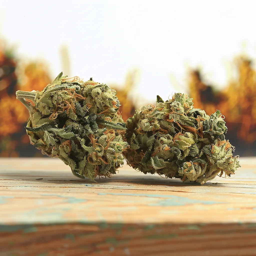 Syncopation Strain Syncopation Strain