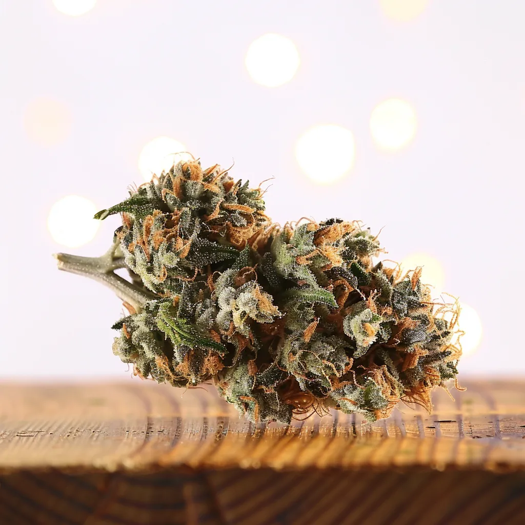 Purple Dutch Strain Purple Dutch Strain